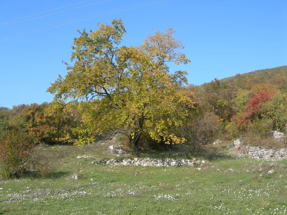 An old tree on a meadow in autumn colours in the village of Donji Rsojevići near Danilovgrad