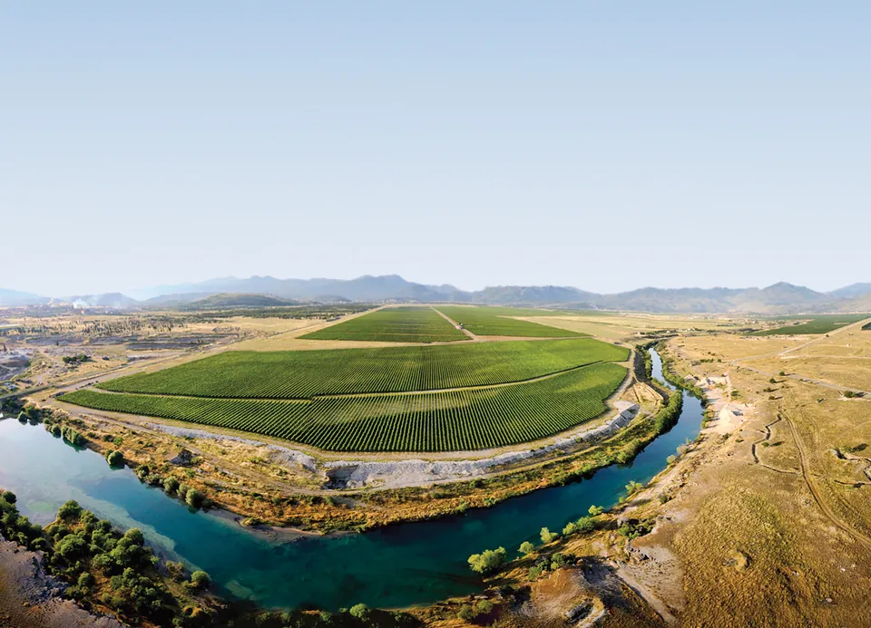 Vineyard on a bend of the river, seen from above