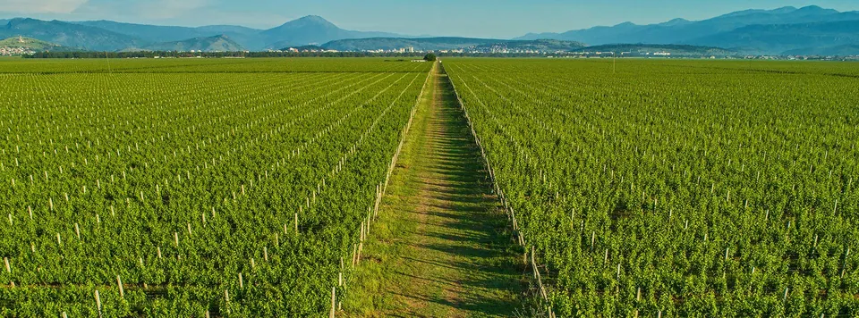 Long green rows of vines across the plain