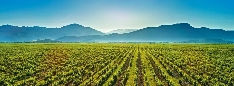 Rows of vines below the mountains in morning light
