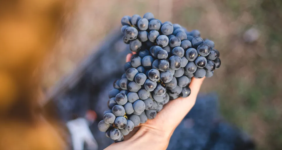 Hand holding dark grapes in a vineyard