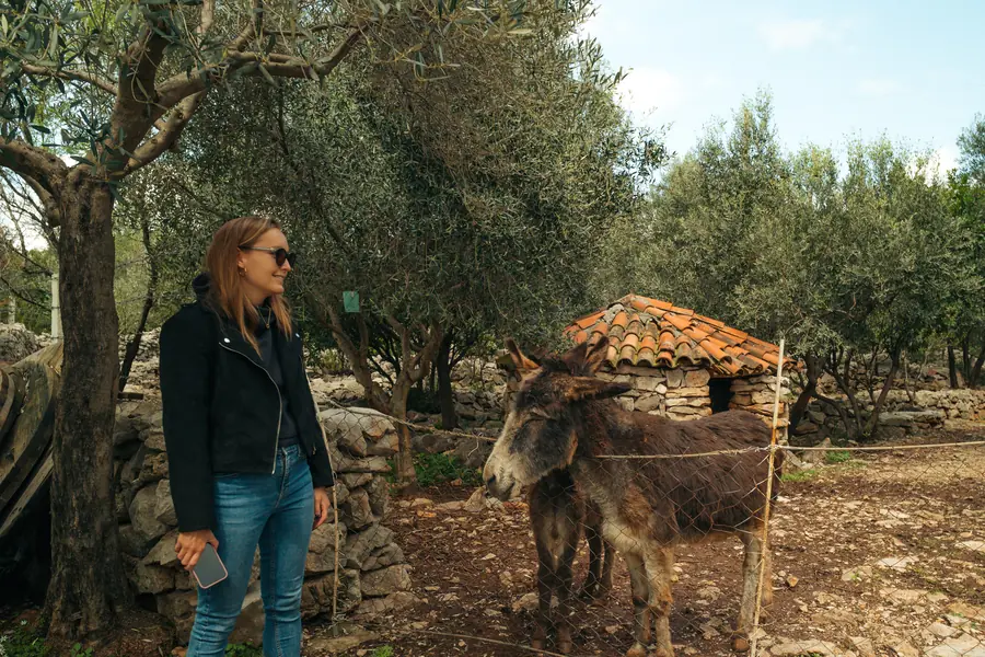 Discovery experience at an olive farm